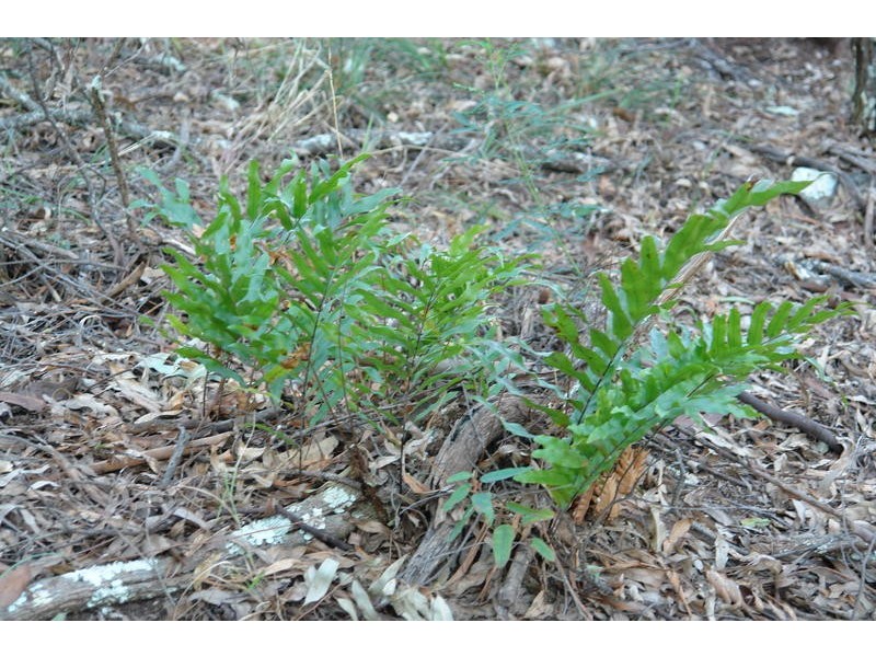 1005 Grandview Road, Upper Brookfield QLD 4069